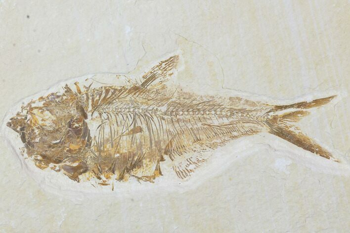 Bargain, Diplomystus Fossil Fish - Wyoming #100601